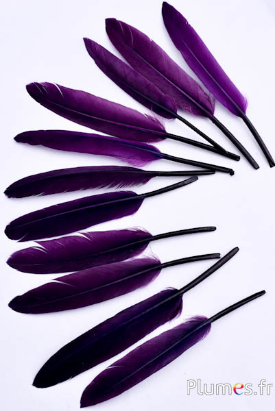 Oca - 10-15 cm - prugna-melanzana